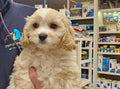 CAVALIER CROSS BICHONE FRISE FEMALE - 991003003383243
