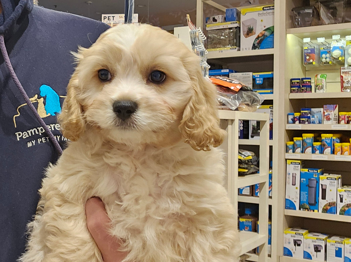 CAVALIER CROSS BICHONE FRISE FEMALE - 991003003383243