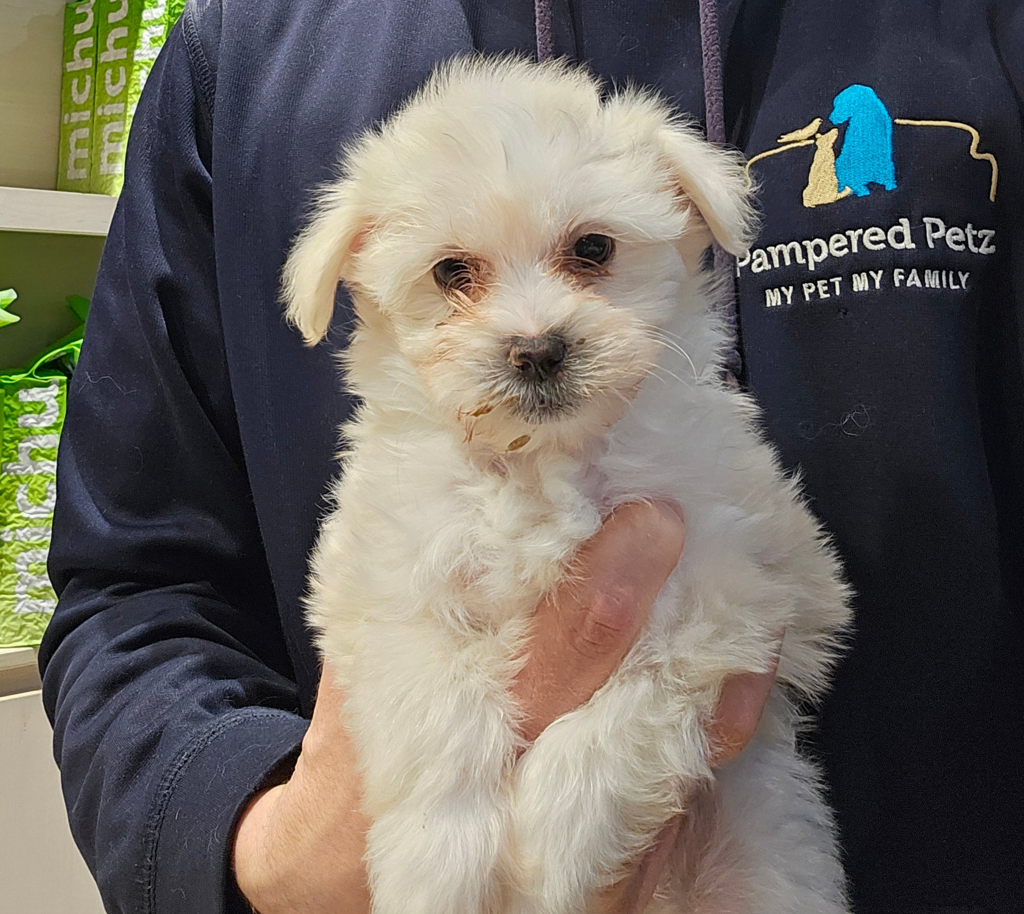 MALTISHOODLE - FEMALE 991003003383222