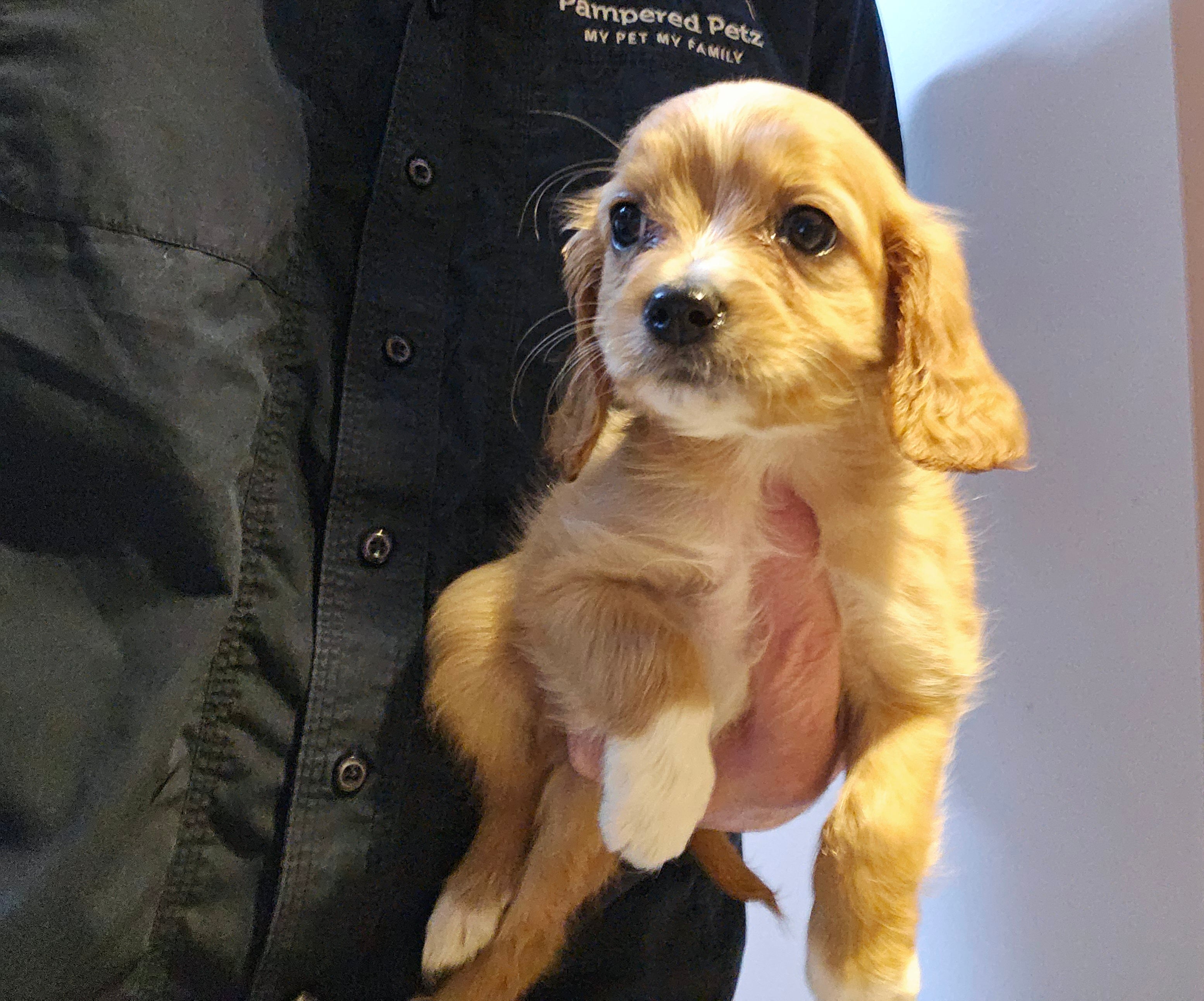 Cavalier King Charles Spaniel, 1/4 Toy Poodle, and 1/4 Bichon Frise