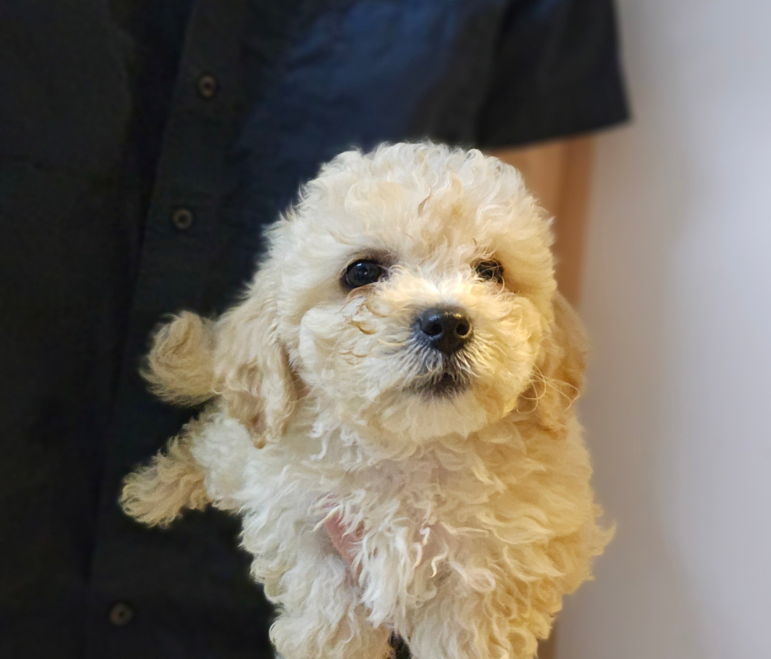 Cavalier King Charles Spaniel, 1/4 Toy Poodle, and 1/4 Bichon Frise
