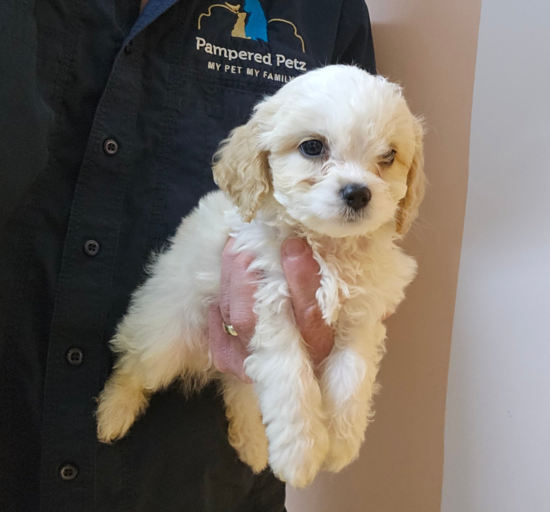 Cavalier King Charles Spaniel, 1/4 Toy Poodle, and 1/4 Bichon Frise
