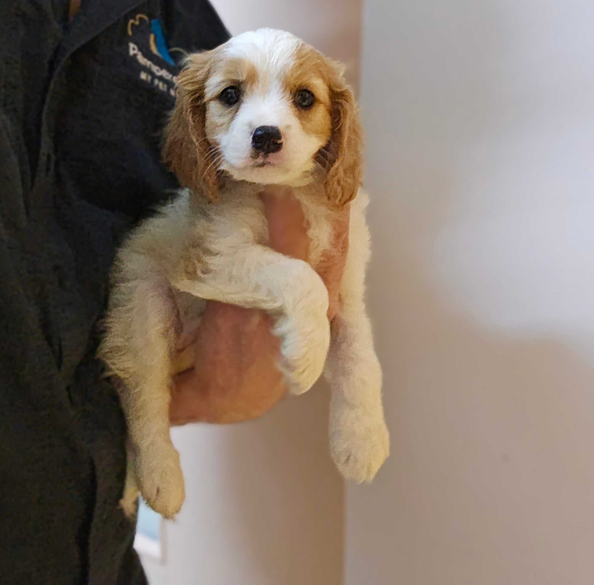 Cavalier King Charles Spaniel, 1/4 Toy Poodle, and 1/4 Bichon Frise
