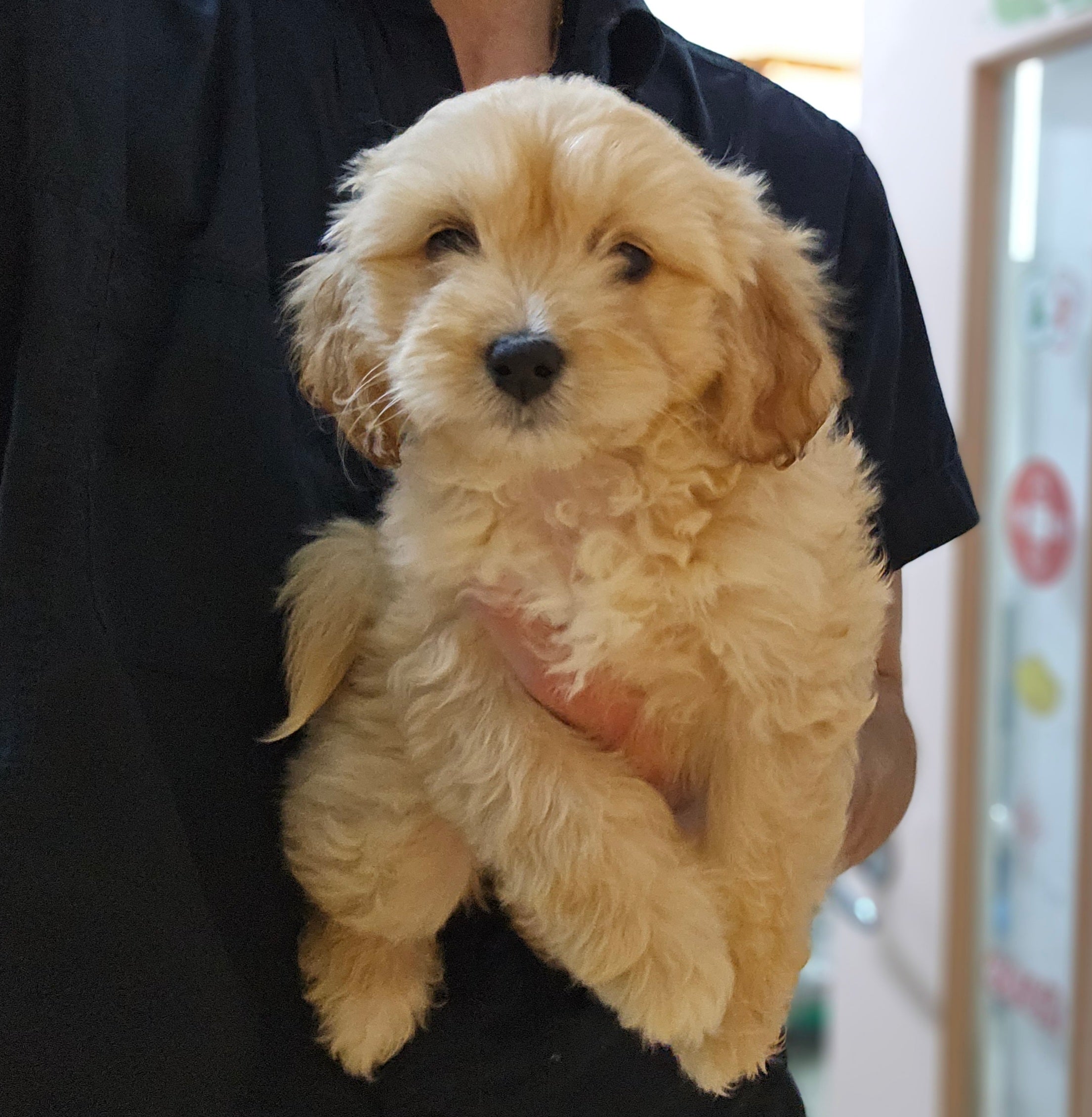Cavalier King Charles Spaniel, 1/4 Toy Poodle, and 1/4 Bichon Frise