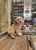 CAVALIER KING CHARLES CROSS BICHOODLE - FEMALE