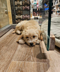 CAVALIER KING CHARLES CROSS BICHOODLE - FEMALE