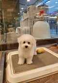 BICHON FRISE MALE 991003003383215