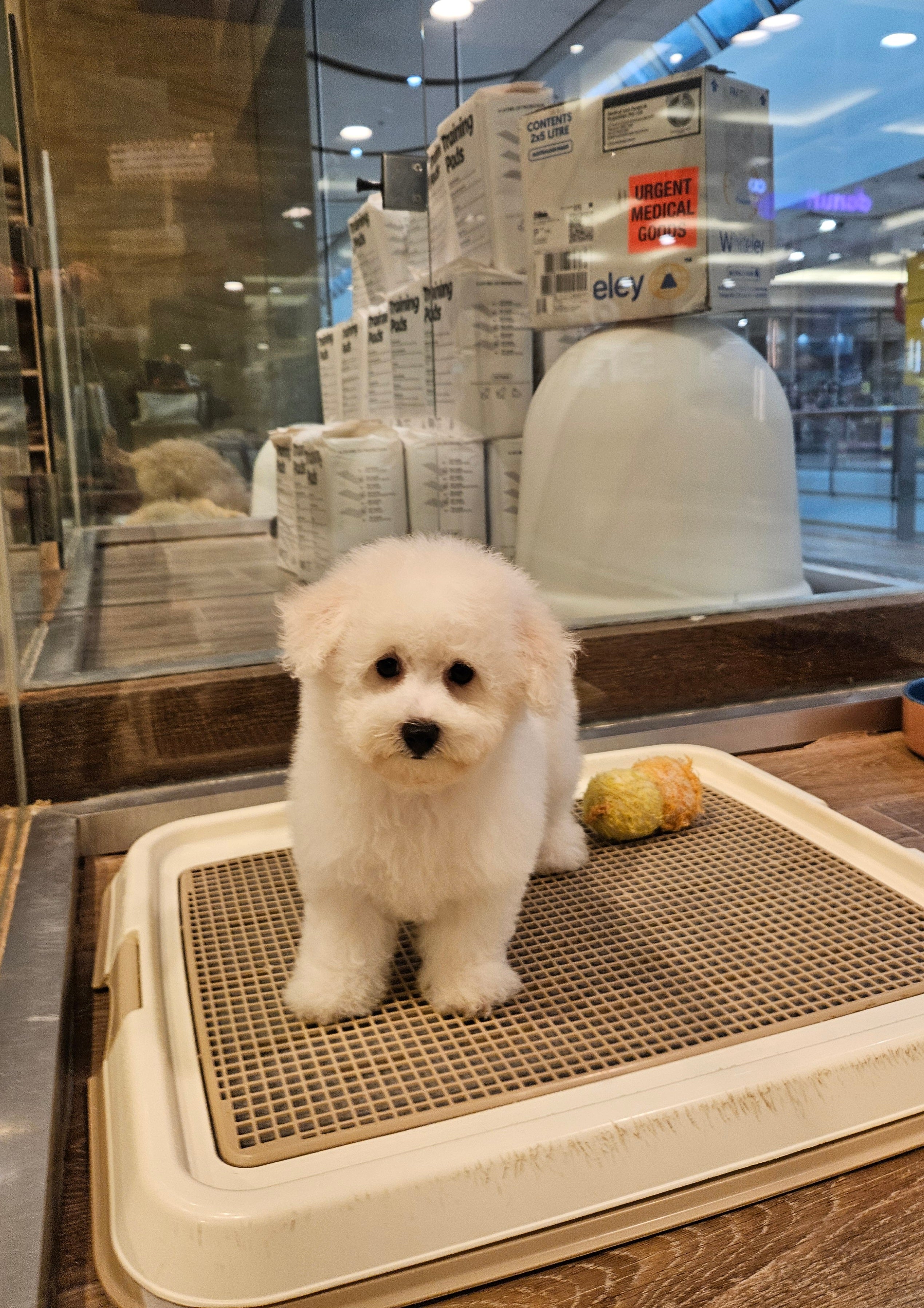 BICHON FRISE MALE 991003003383215