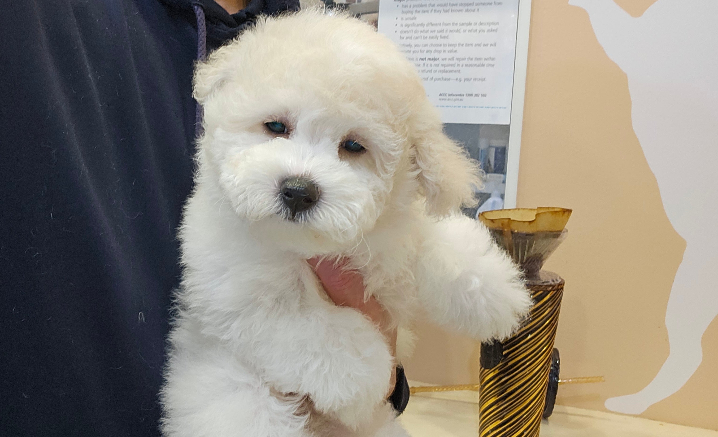 BICHON FRISE FEMALE 991003000524122