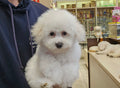 BICHON FRISE FEMALE 991003003383237
