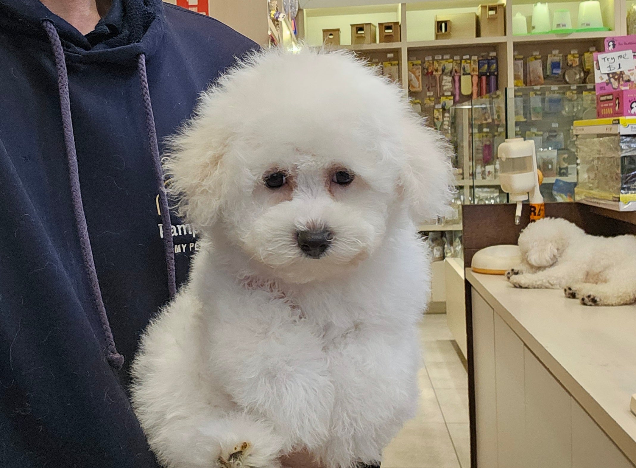 BICHON FRISE FEMALE 991003003383237