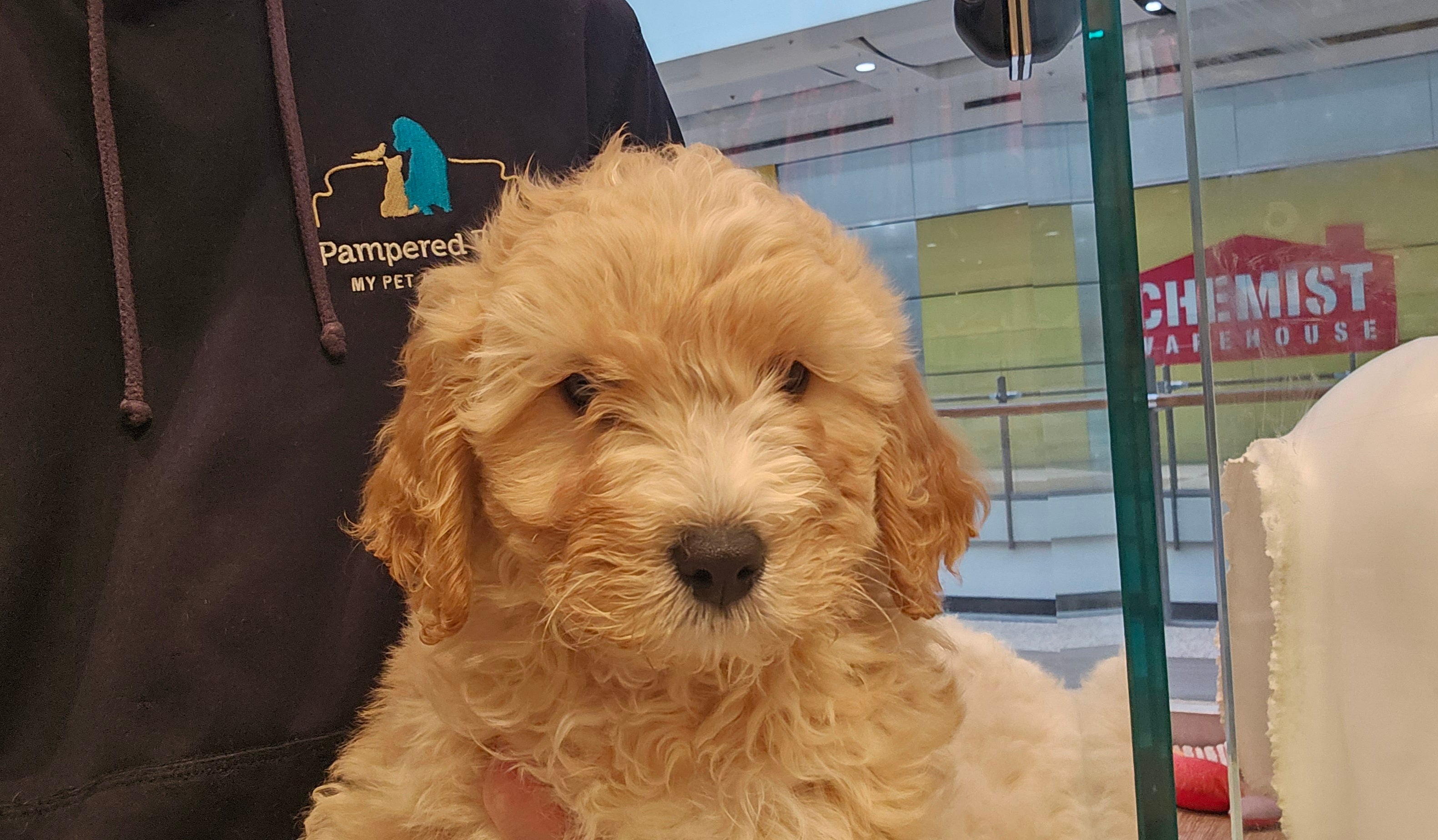 CAVOODLE (CAVALIER CROSS POODLE) MALE - 991003003383251