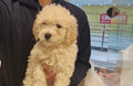 CAVOODLE (CAVALIER CROSS POODLE) MALE - 991003003383240