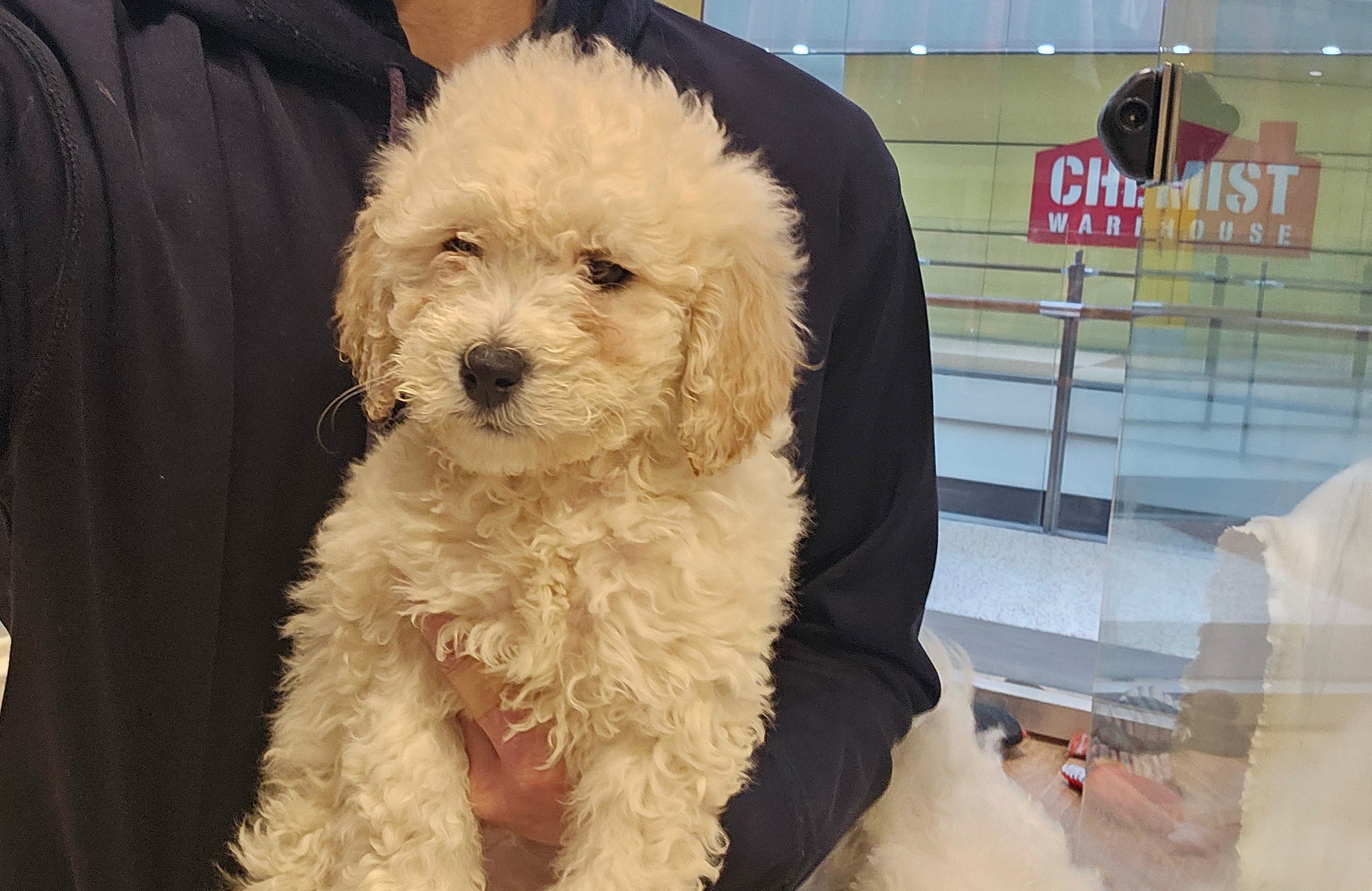 CAVOODLE (CAVALIER CROSS POODLE) MALE - 991003003383240