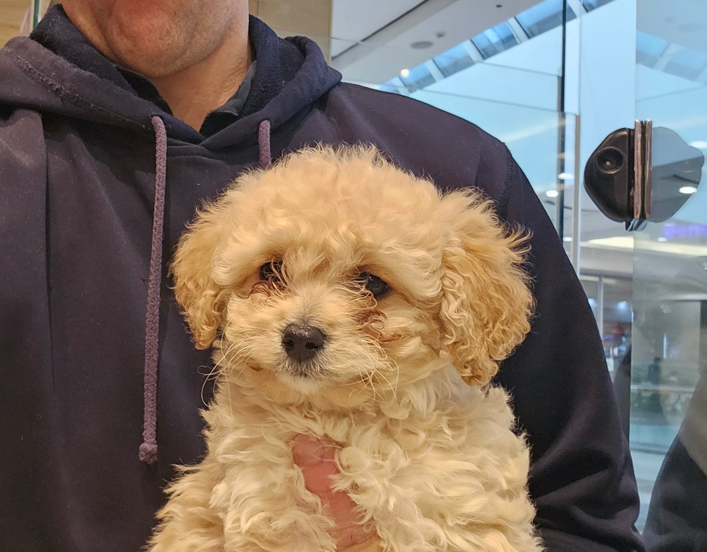 CAVOODLE (CAVALIER CROSS POODLE) MALE - 991003003383285