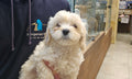 CAVOODLE (CAVALIER CROSS POODLE) MALE - 991003003383252