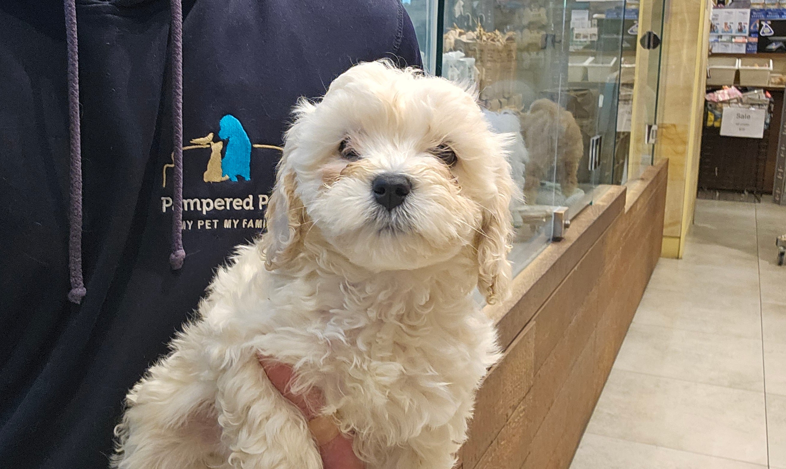 CAVOODLE (CAVALIER CROSS POODLE) MALE - 991003003383252