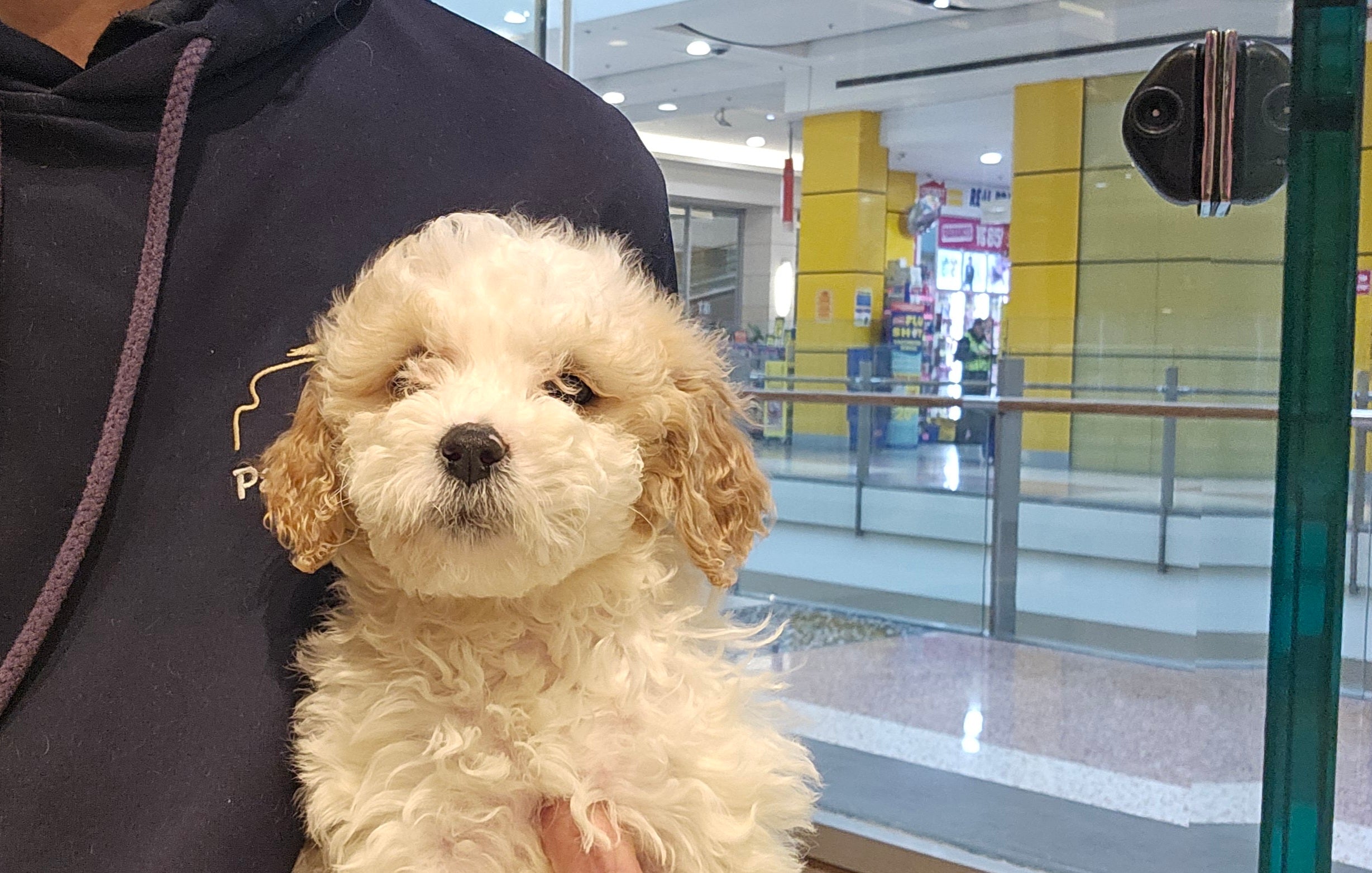 CAVOODLE (CAVALIER CROSS POODLE) FEMALE - 991003003383239