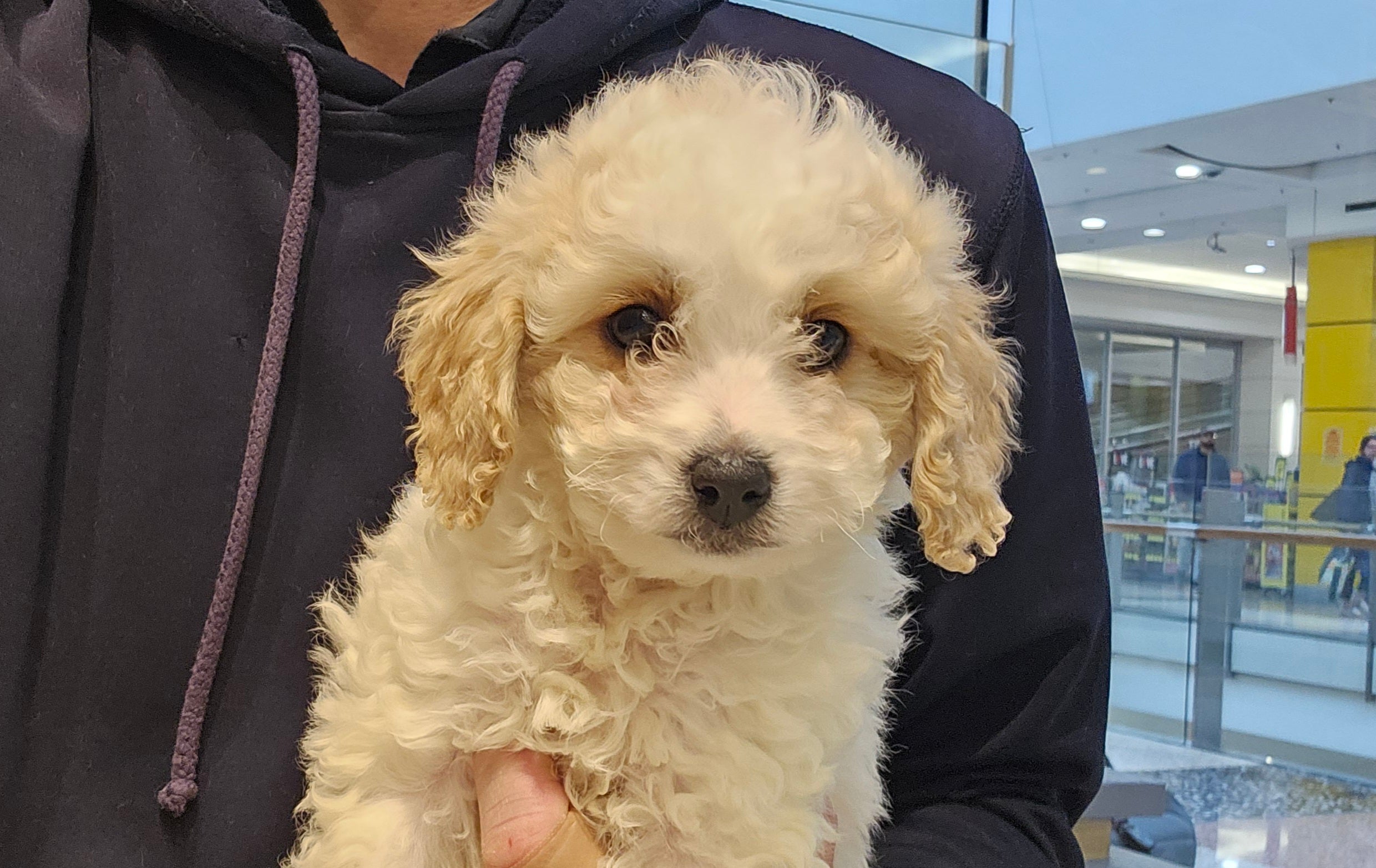 CAVOODLE (CAVALIER CROSS POODLE) MALE - 991003003383242