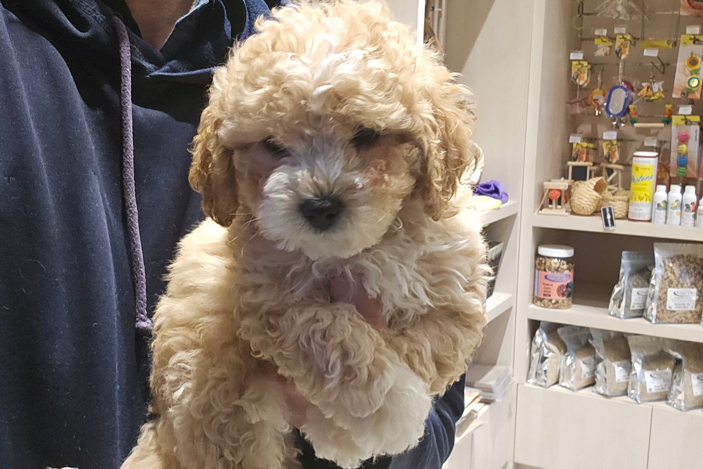 CAVOODLE (CAVALIER CROSS POODLE) MALE - 991003003383289