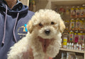CAVOODLE (CAVALIER CROSS POODLE) MALE - 991003003383278