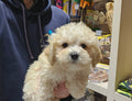 CAVOODLE (CAVALIER CROSS POODLE) FEMALE - 991003003383282