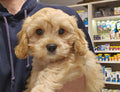 CAVALIER CROSS BICHONE FRISE FEMALE - 991003003383241