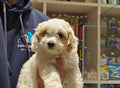 COCKER SPANIEL CROSS BICHONE FRISE MALE - 901020001760834