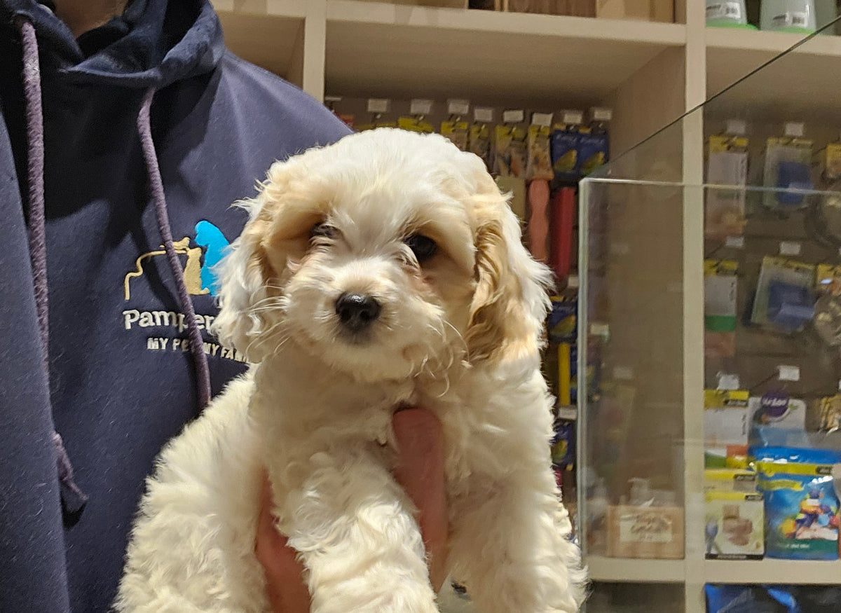 COCKER SPANIEL CROSS BICHONE FRISE MALE - 901020001760834