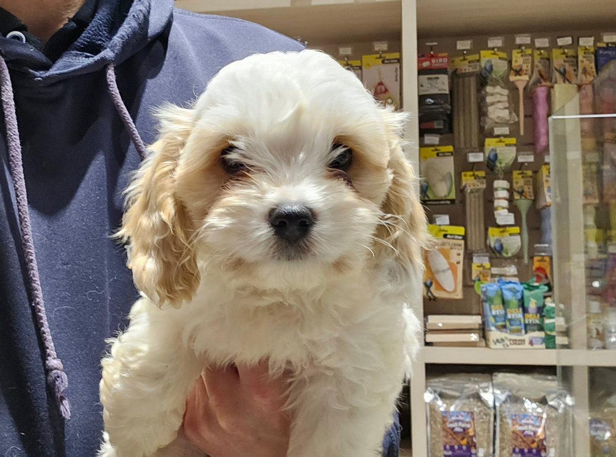 COCKER SPANIEL CROSS BICHONE FRISE MALE - 901020001760835