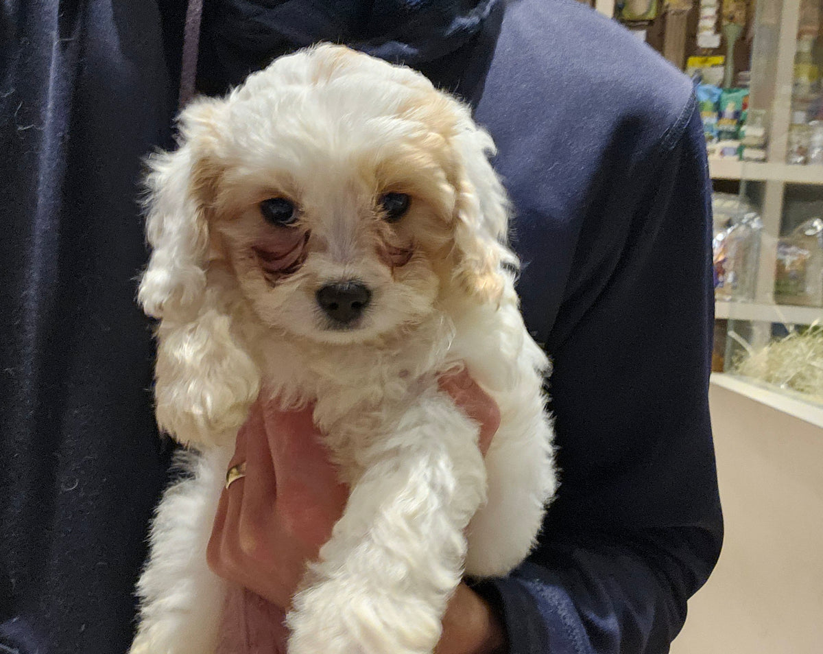 COCKER SPANIEL CROSS BICHONE FRISE FEMALE - 910030003042877