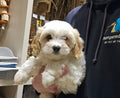 COCKER SPANIEL CROSS BICHONE FRISE FEMALE - 9901020001760833