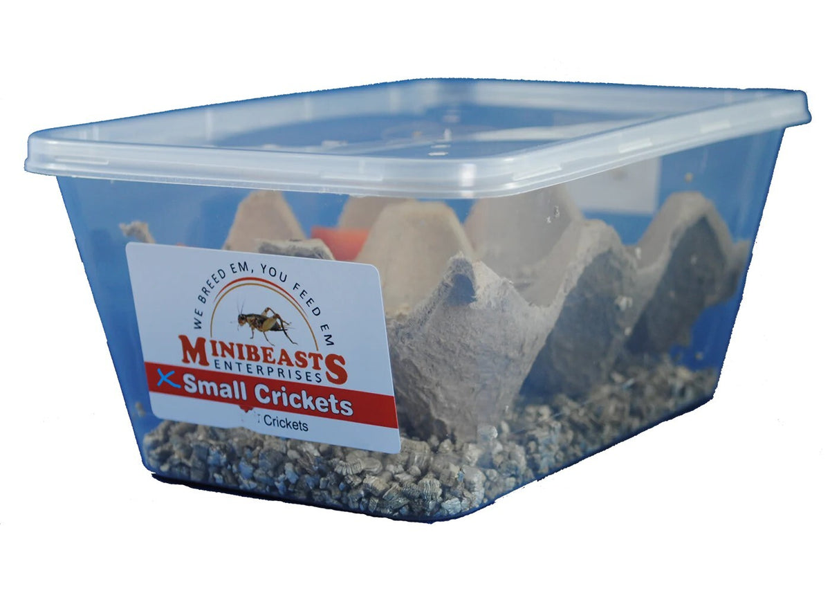 MINIBEASTS Live Crickets Extra Small