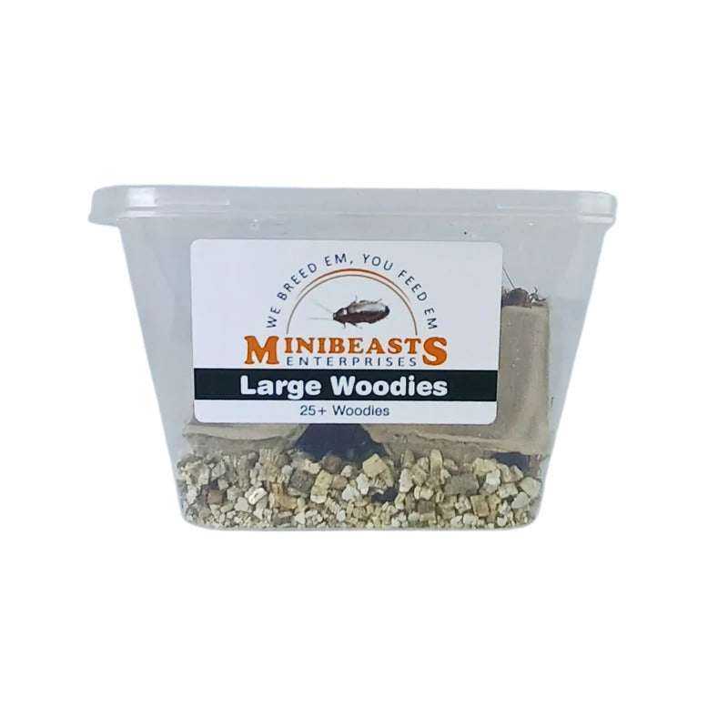 MINIBEASTS Live Woodies Large