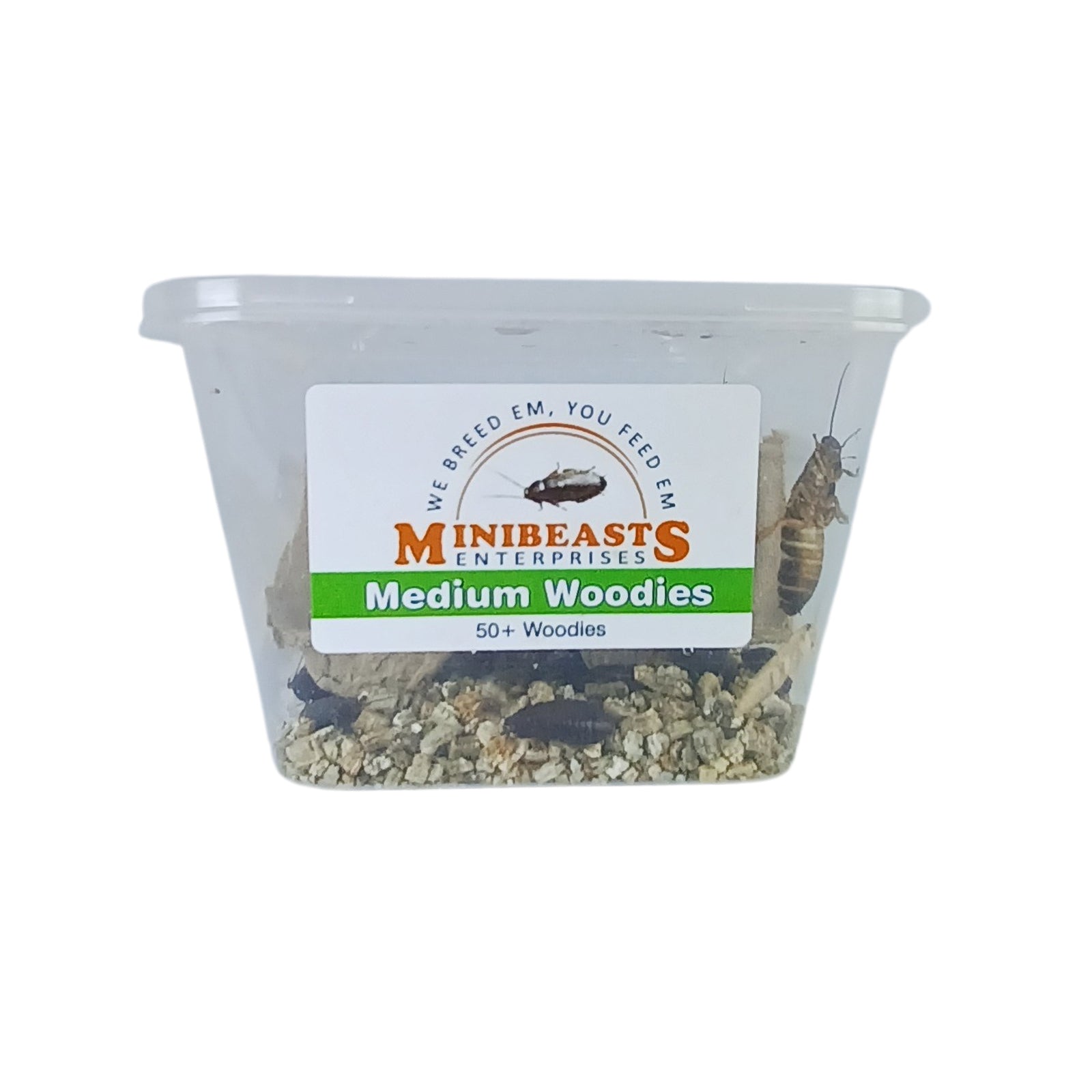 MINIBEASTS Live Woodies Medium