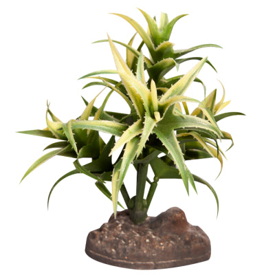 REPTILE ONE REPTILE PLANT SM FLEXUOSA GREEN WITH CERAMIC BASE