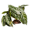 REPTILE ONE REPTILE PLANT MD ALOCASIA GREEN WITH CERAMIC BASE