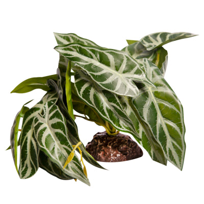 REPTILE ONE REPTILE PLANT MD ALOCASIA GREEN WITH CERAMIC BASE