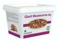 PISCES ENTERPRISRS Giant Mealworms 50g