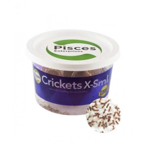 PISCES ENTERPRISES LIVE CRICKETS EXTRA SMALL